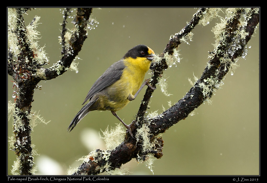 pale_naped_brush_finch_9798a