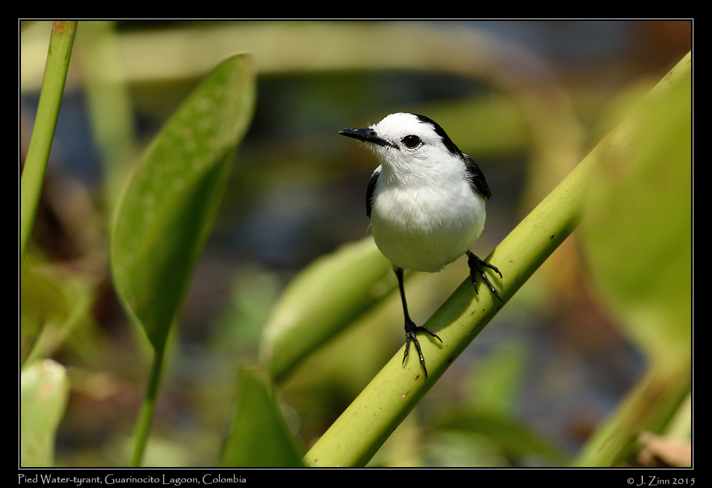 pied_water_tyrant_1228a