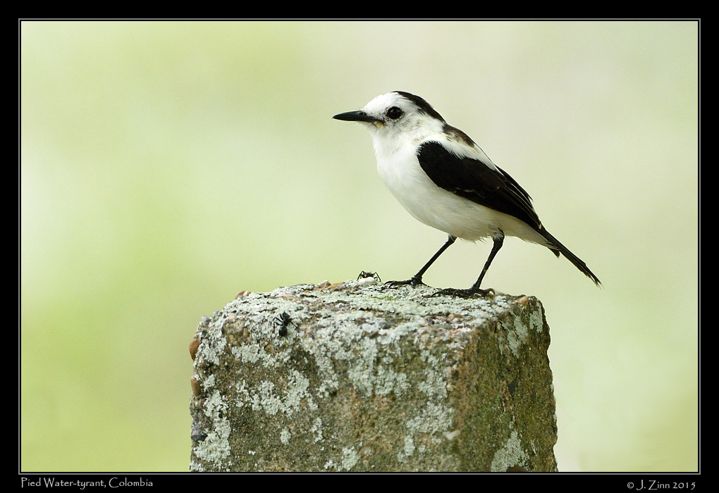 pied_water_tyrant_2097a