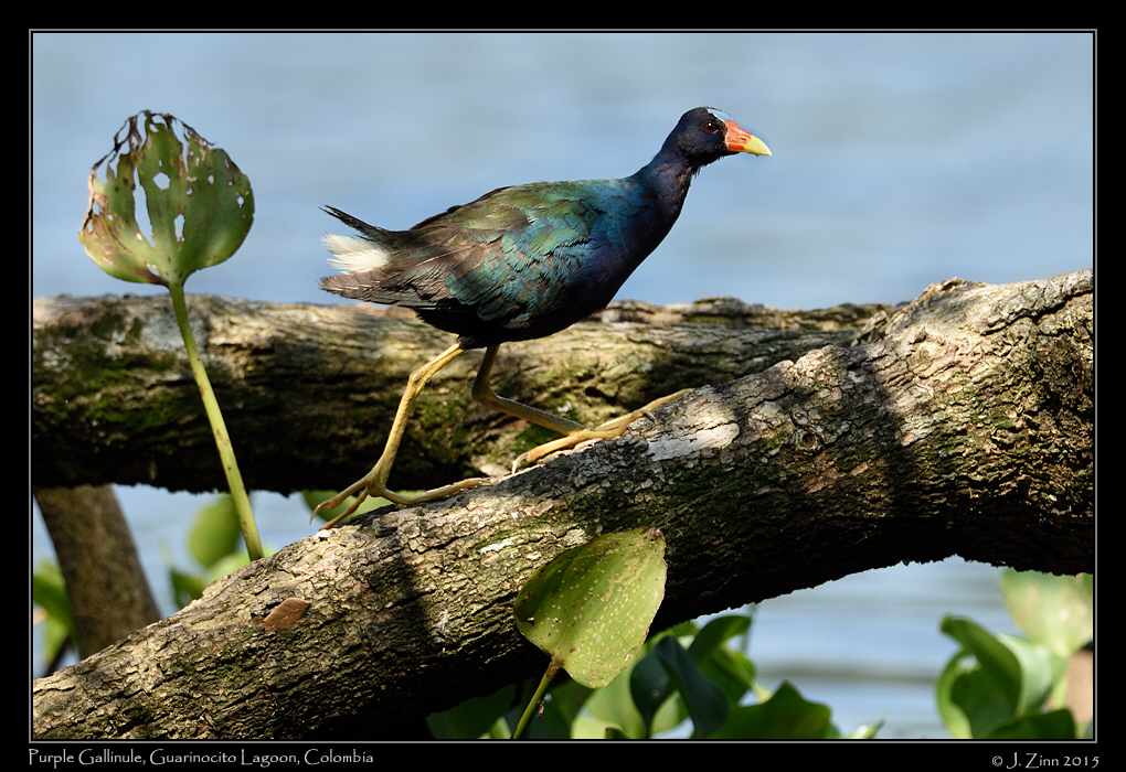 purple_gallinule_1282c