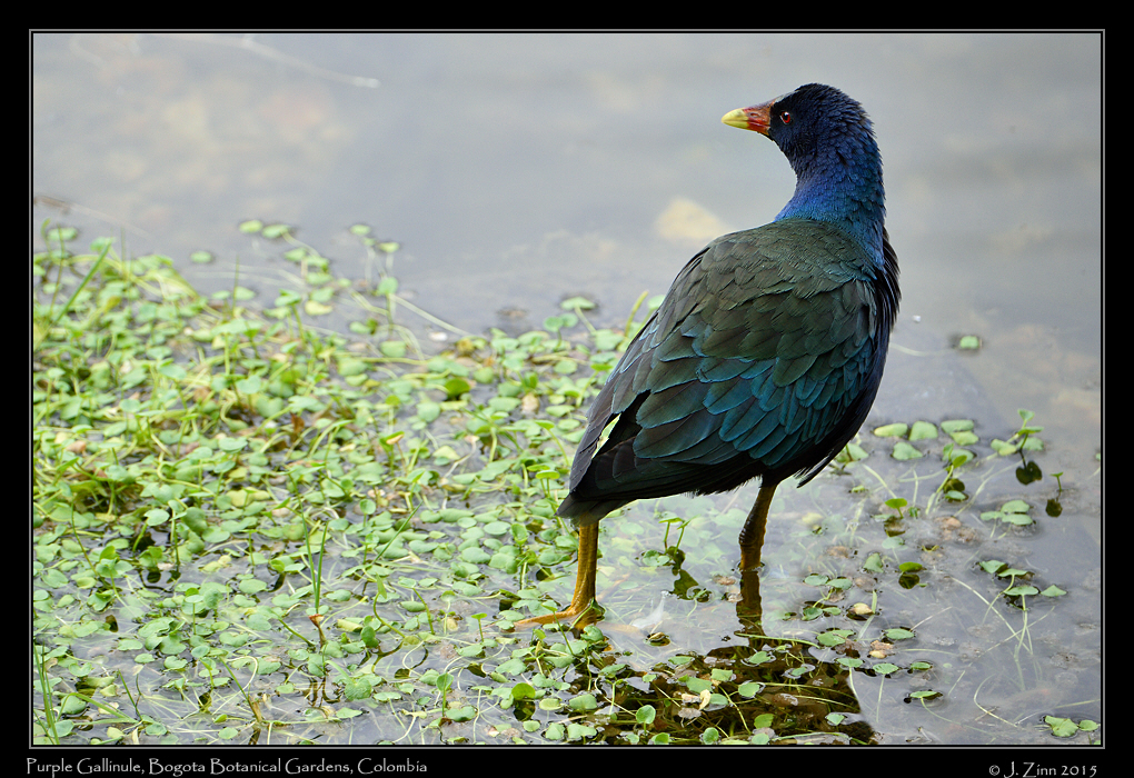 purple_gallinule_2396a