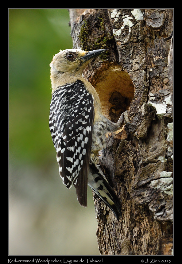 red_crowned_woodpecker_0205a