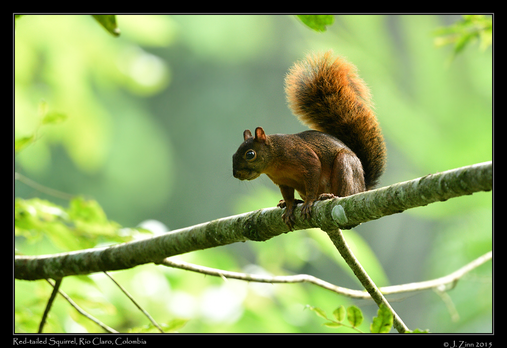 red_tailed_squirrel_2044a