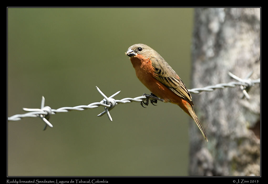 ruddy_breasted_seedeater_0242a