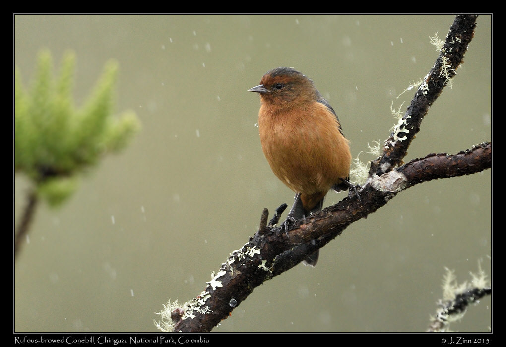 rufous_browed_conebill_9817a
