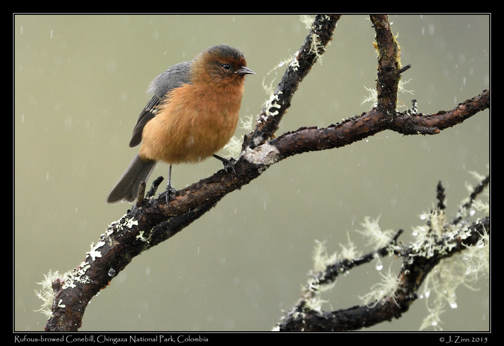 rufous_browed_conebill_9828a