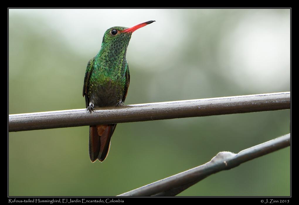 rufous_tailed_hummingbird_0393a
