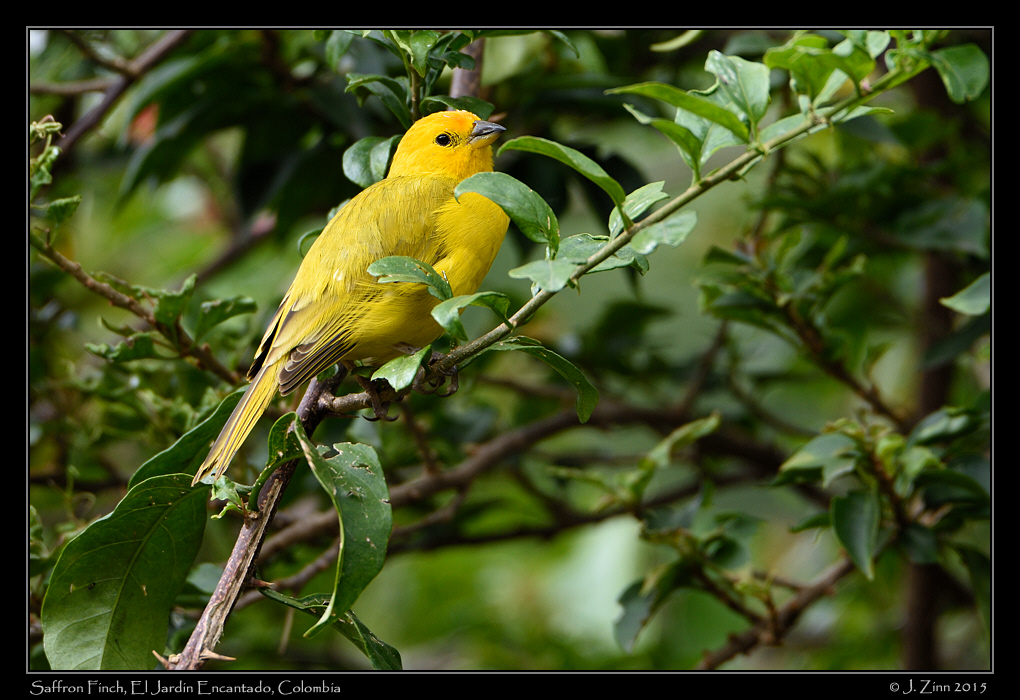 saffron_finch_0454a
