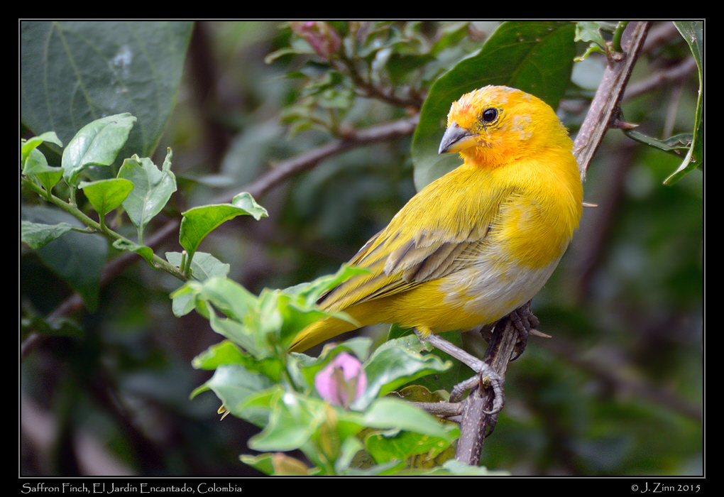 saffron_finch_3483a