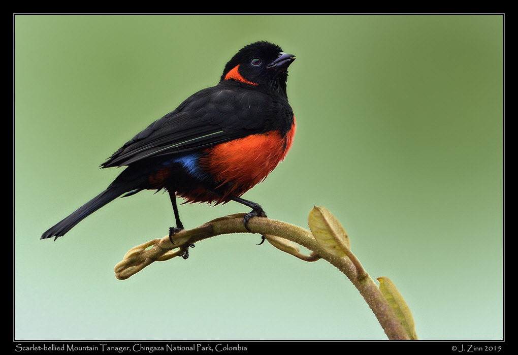 scarlet_bellied_mountain_tanager_9743agb