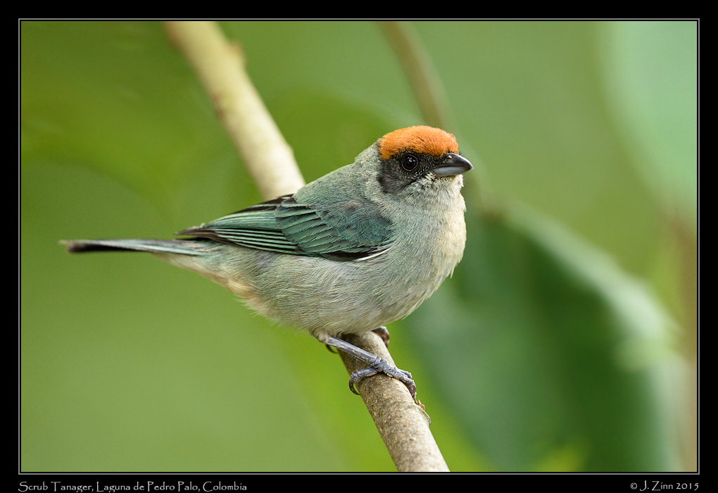 scrub_tanager_0016a