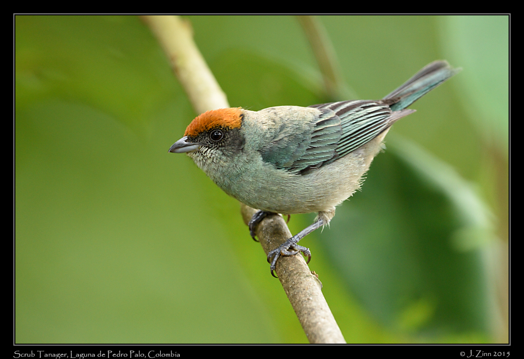 scrub_tanager_0020a