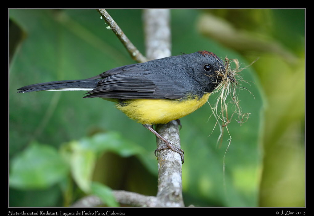 slate_throated_redstart_9902a
