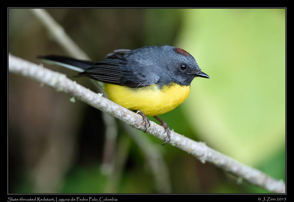 slate_throated_redstart_9915a