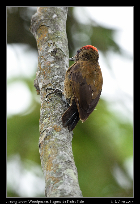 smoky_brown_woodpecker_9965a