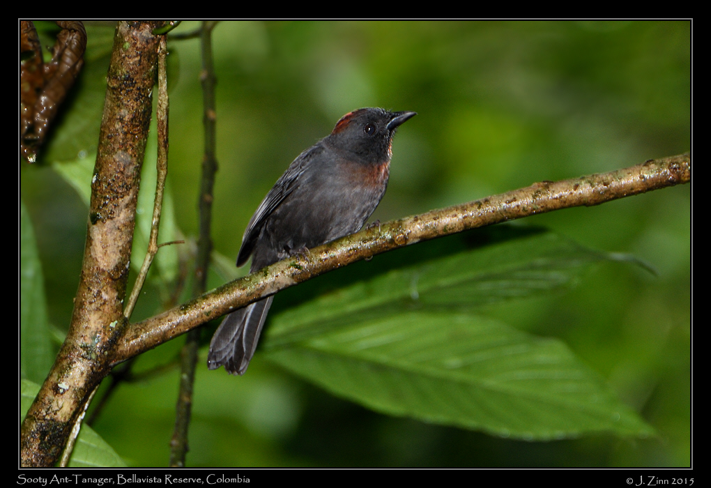 sooty_ant_tanager_1104a