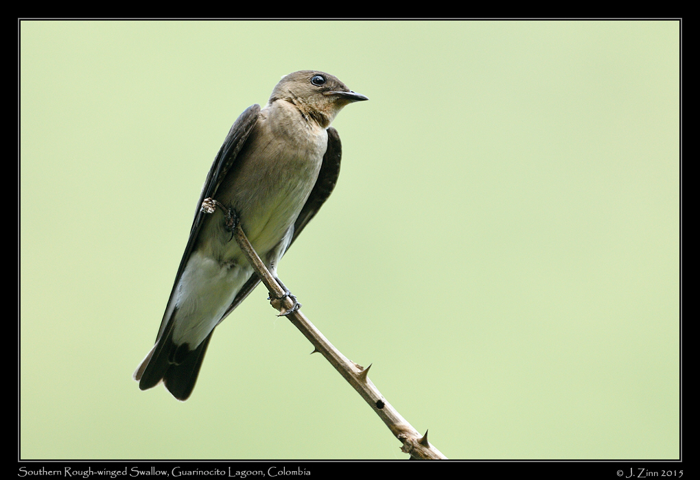southern_rough_winged_swallow_1361a