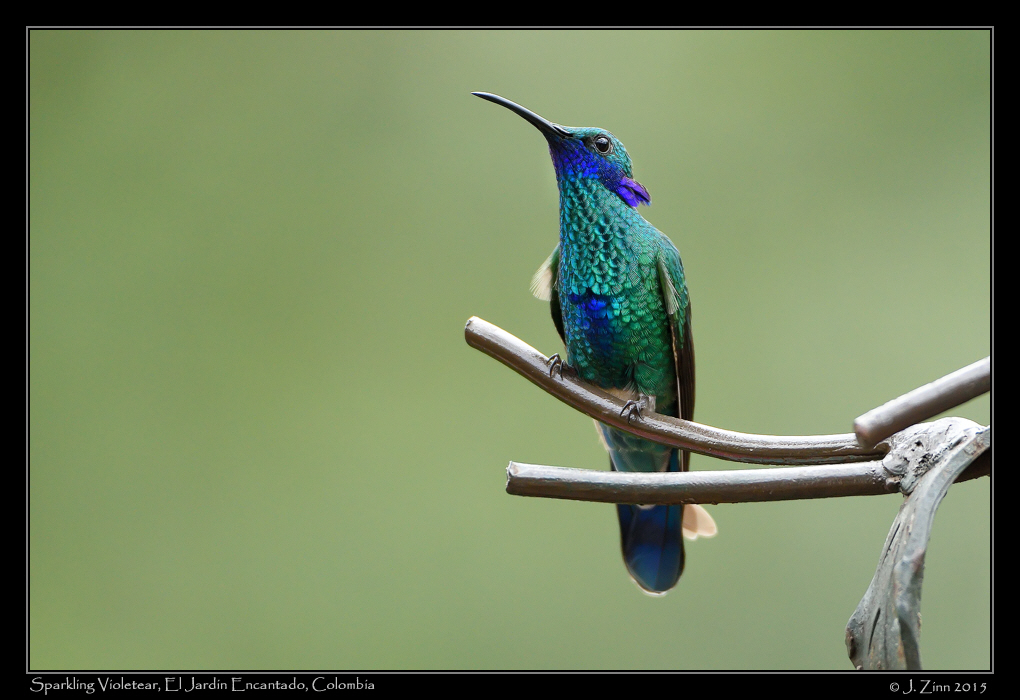 sparkling_violetear_0357a