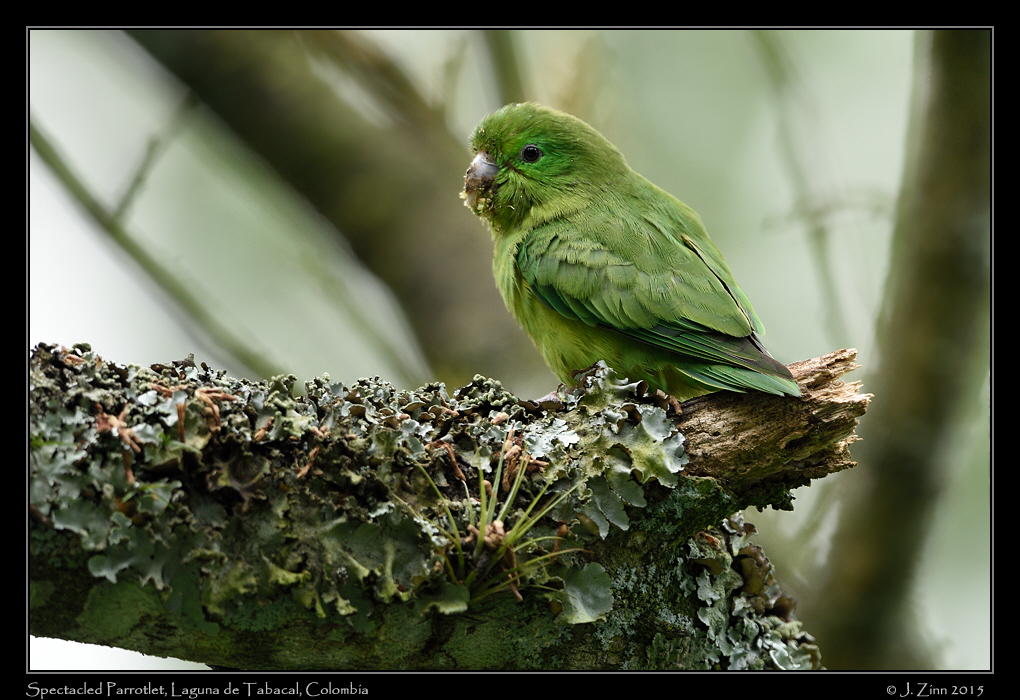 spectacled_parrotlet_0254a