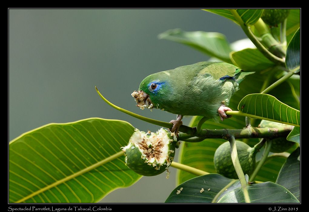 spectacled_parrotlet_0312a