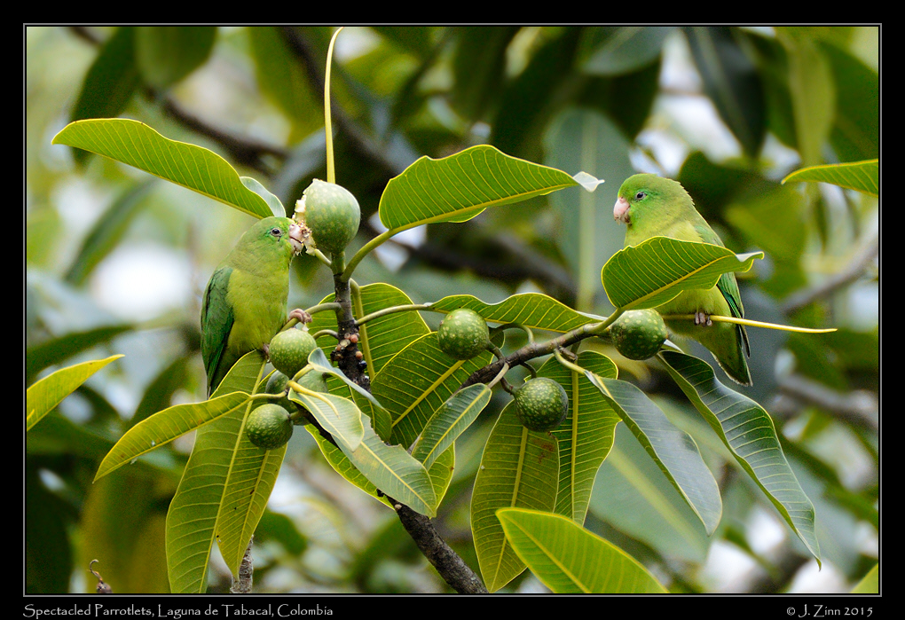 spectacled_parrotlet_3396a