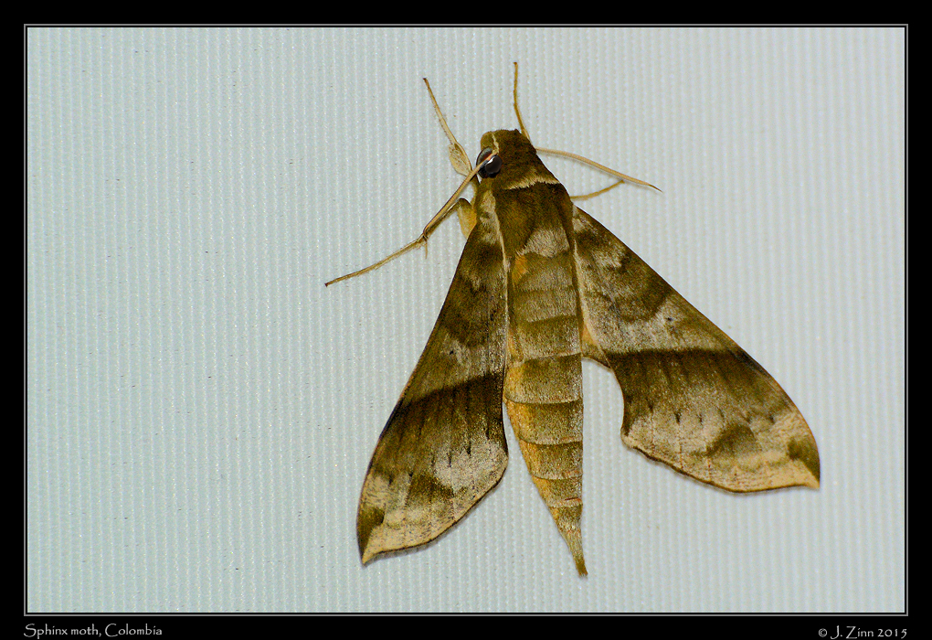 sphinx_moth_3890a