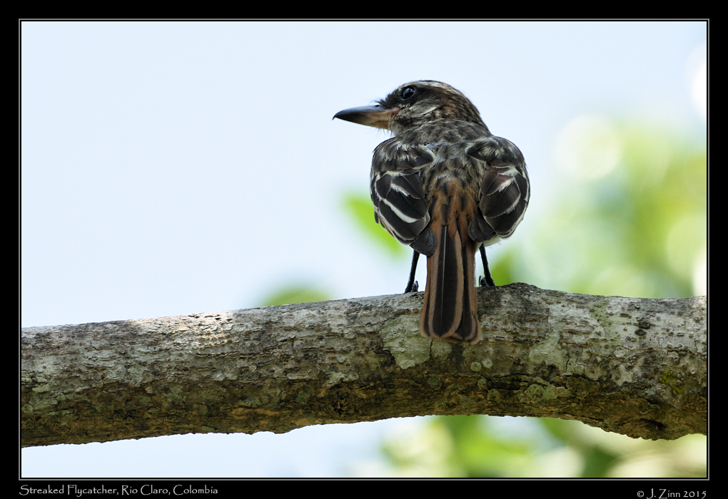 streaked_flycatcher_1997a