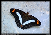  Iphiclus Sister (Adelpha iphiclus), Rio Claro � Janet Zinn 2015