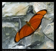 Julia Heliconian (Dryas julia), Rio Claro � Janet Zinn 2015