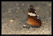  Red Cracker (Hamadryas amphinome), El Hato � Janet Zinn 2015
