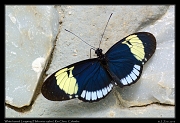  White-barred Longwing (Heliconius cydno) Rio Claro � Janet Zinn 2015
