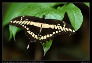  King Page Swallowtail (Heraclides thoas nealces), Rio Claro � Janet Zinn 2015