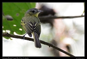  Antioquia Bristle-Tyrant,  Rio Claro Reserve � Janet Zinn 2015