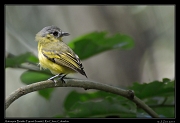  Antioquia Bristle-Tyrant (female)  Rio Claro Reserve � Janet Zinn 2015
