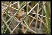  Apolinar's Wren, La Florida park, Bogota � Janet Zinn 2015