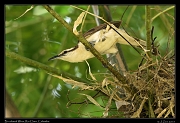  Bi-colored Wren, Rio Claro Reserve � Janet Zinn 2015