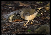  Buff-rumped Warbler, Rio Claro Reserve � Janet Zinn 2015