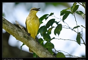  Cattle Tyrant,  Rio Claro Reserve � Janet Zinn 2015