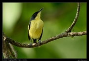  Common Tody-tyrant, Rio Claro Reserve � Janet Zinn 2015