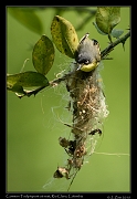  Common Tody-tyrant at nest, Rio Claro Reserve � Janet Zinn 2015
