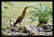  Fasciated Tiger Heron,  Rio Claro Reserve � Janet Zinn 2015