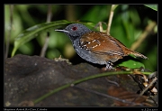  Magdalena Antbird,  Rio Claro Reserve � Janet Zinn 2015