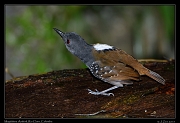  Magdalena Antbird,  Rio Claro Reserve � Janet Zinn 2015