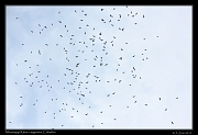  Mississippi Kites in migration, Colombia � Janet Zinn 2015