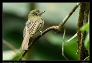  Olivaceous Flatbill,  Rio Claro Reserve � Janet Zinn 2015