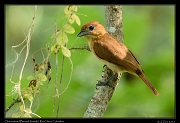  One-colored Becard (female), Rio Claro Reserve � Janet Zinn 2015