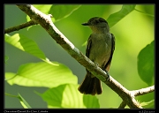  One-colored Becard, Rio Claro Reserve � Janet Zinn 2015