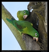  Orange-chinned Parakeets, Rio Claro Reserve � Janet Zinn 2015