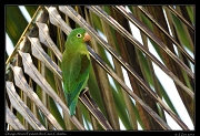  Orange-chinned Parakeet, Rio Claro Reserve � Janet Zinn 2015