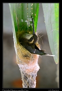  Pale-bellied Hermit on nest,  Rio Claro Reserve � Janet Zinn 2015